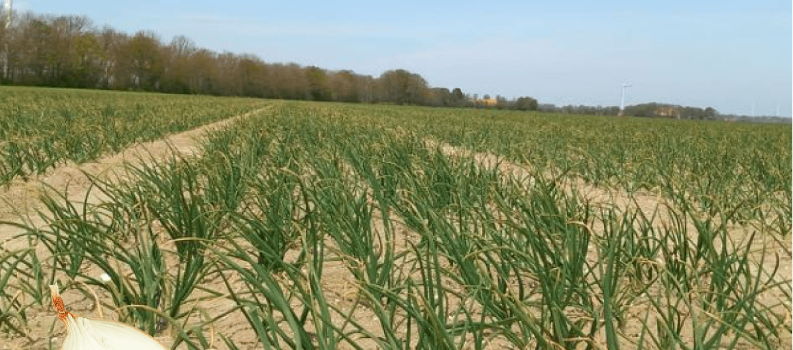 Dutch crops TROY and JAGRO