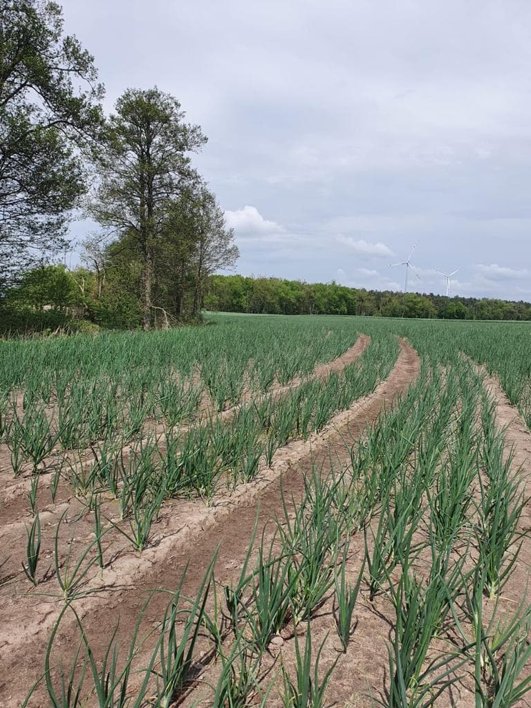 Field control around Słupca