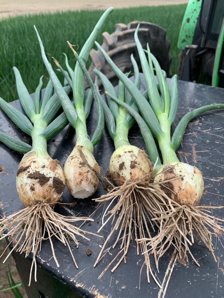 Crops from the regions of Chełmiczki