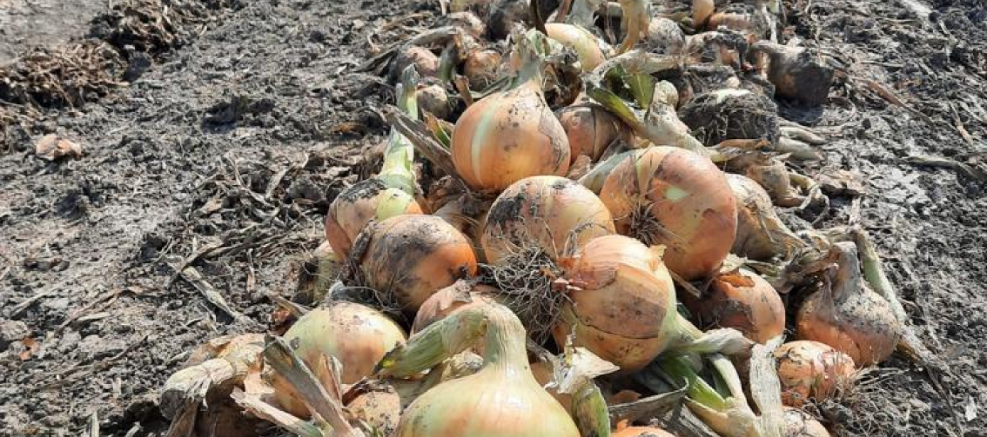 Spring onion in the Sturon variety