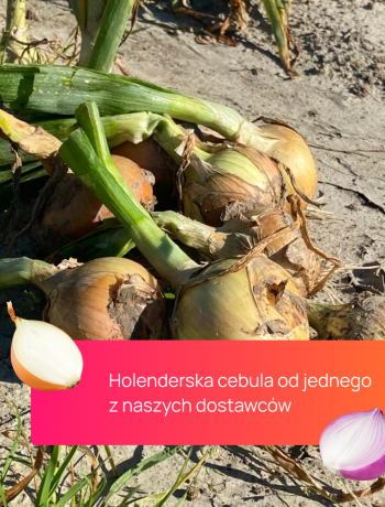 holenderska_cebula