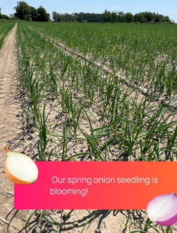 spring-onion-fhtrade-2024