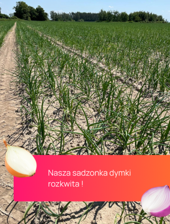 sadzonka-dymki-fhtrade-2024